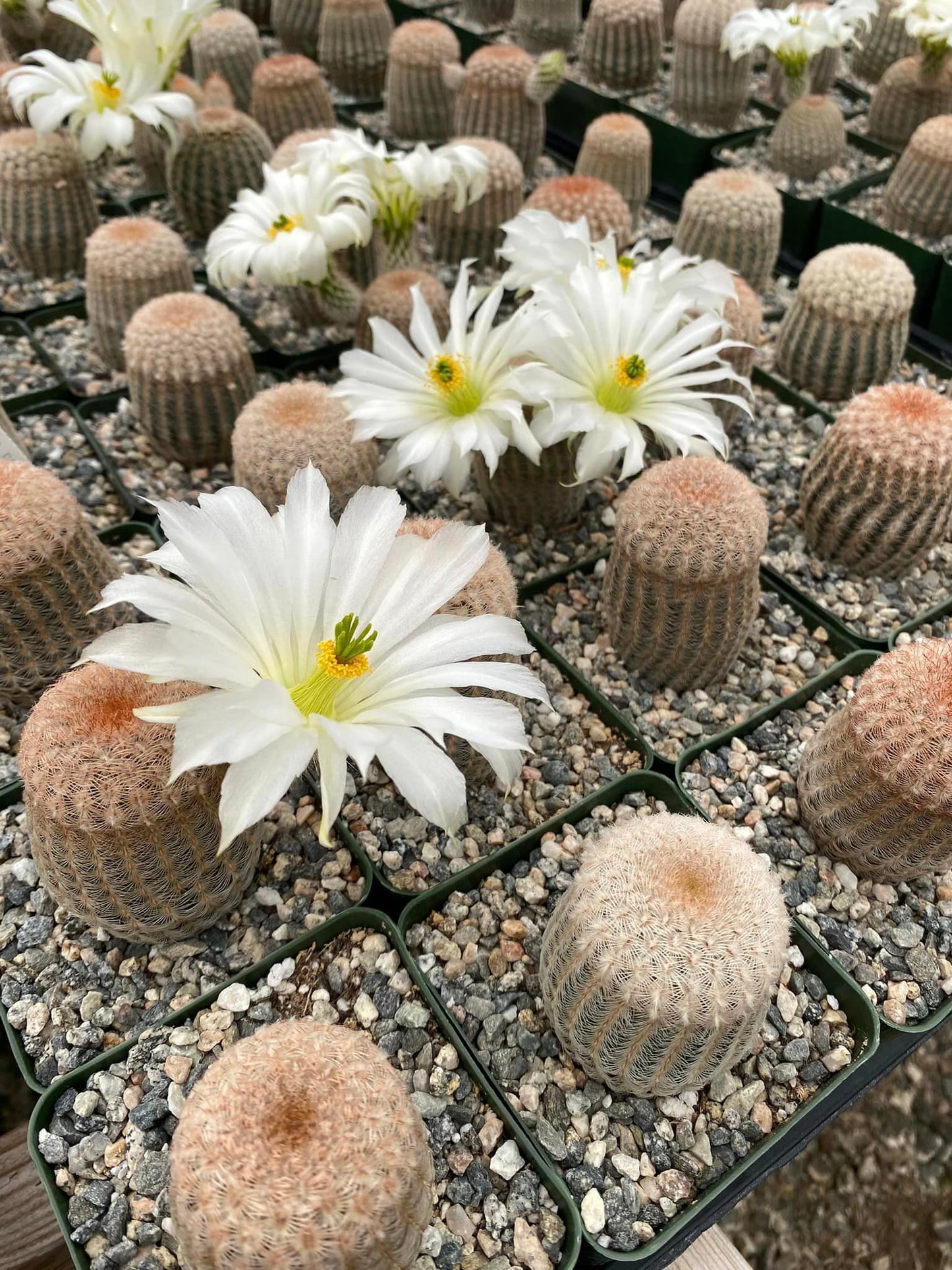 Echinocereus pectinatus rigidissimus albiflora