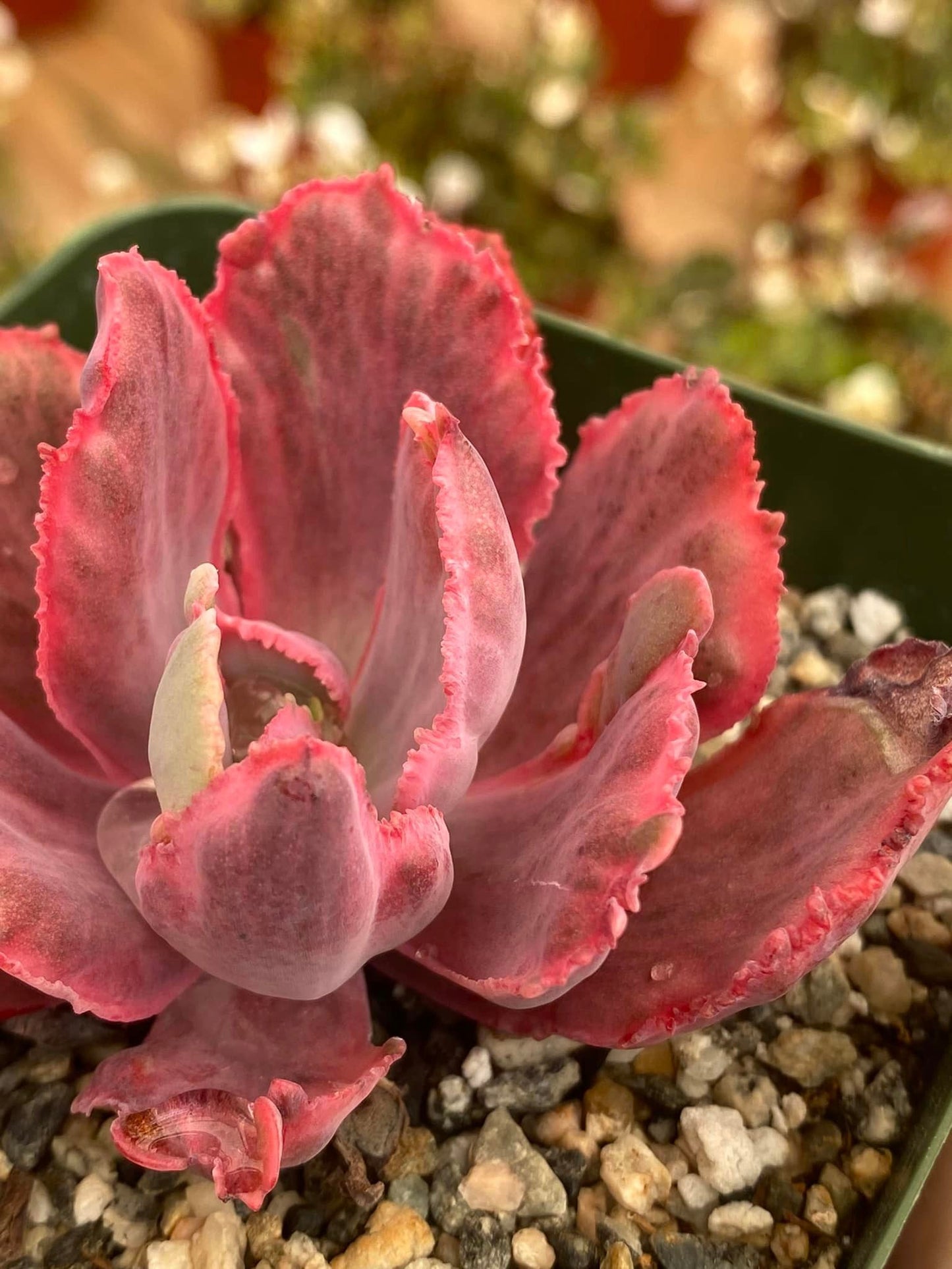 Echeveria Chantilly Dragon Fin