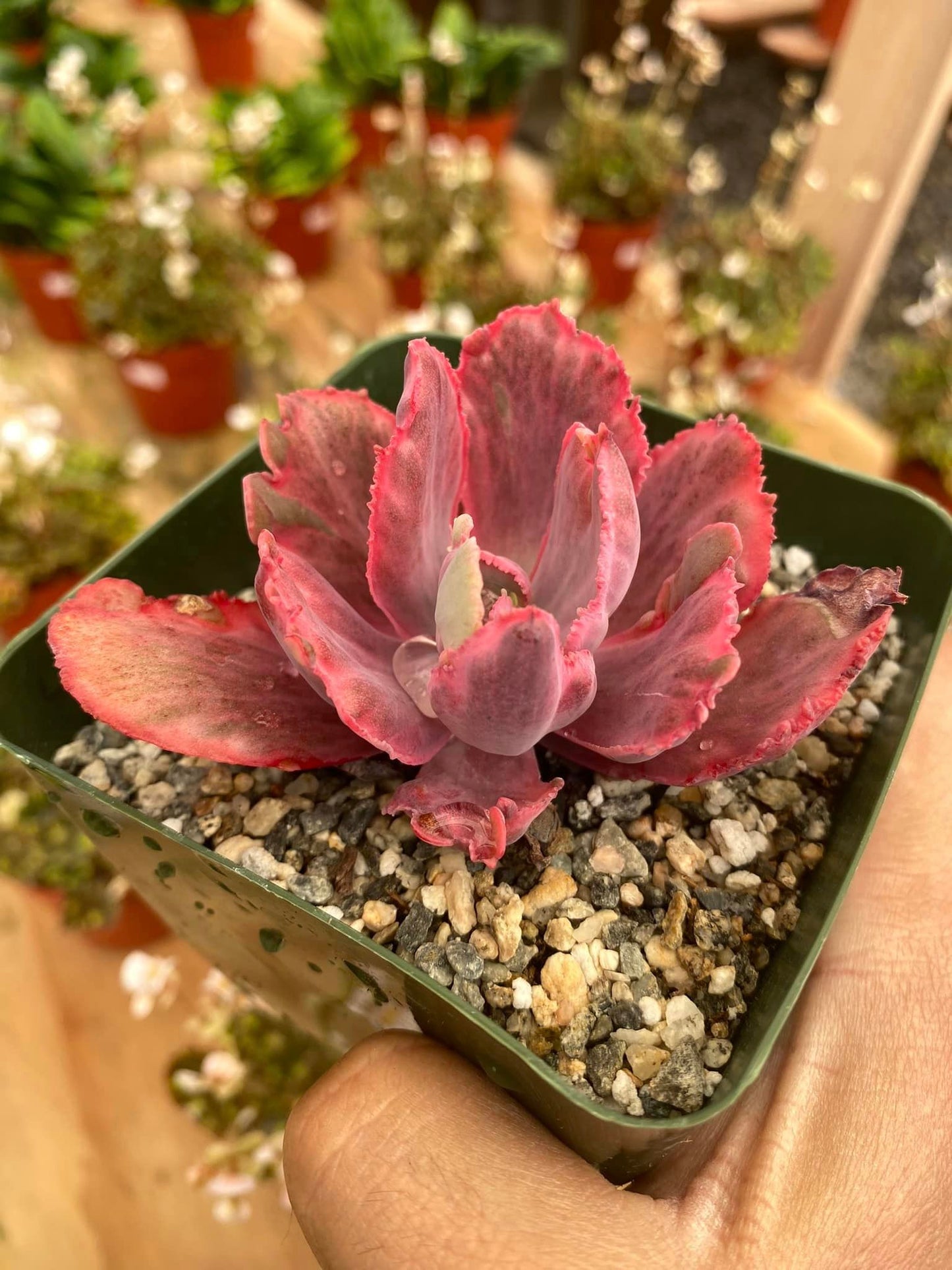 Echeveria Chantilly Dragon Fin