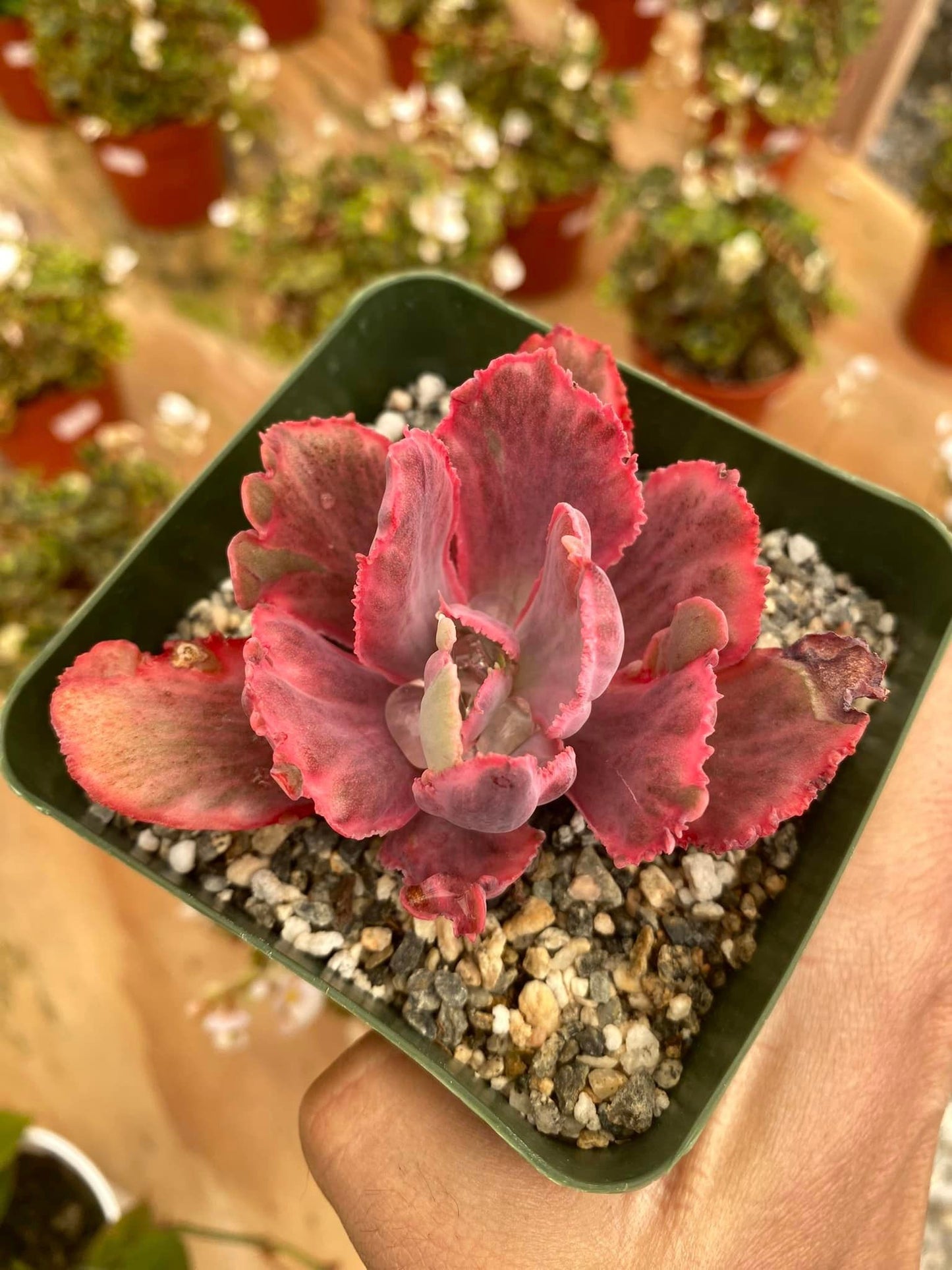 Echeveria Chantilly Dragon Fin