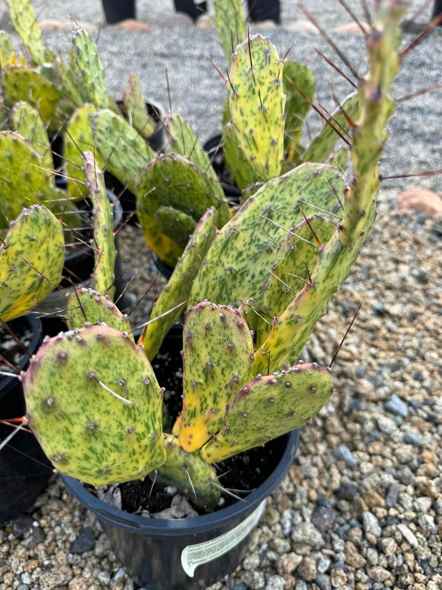 Opuntia sunburts