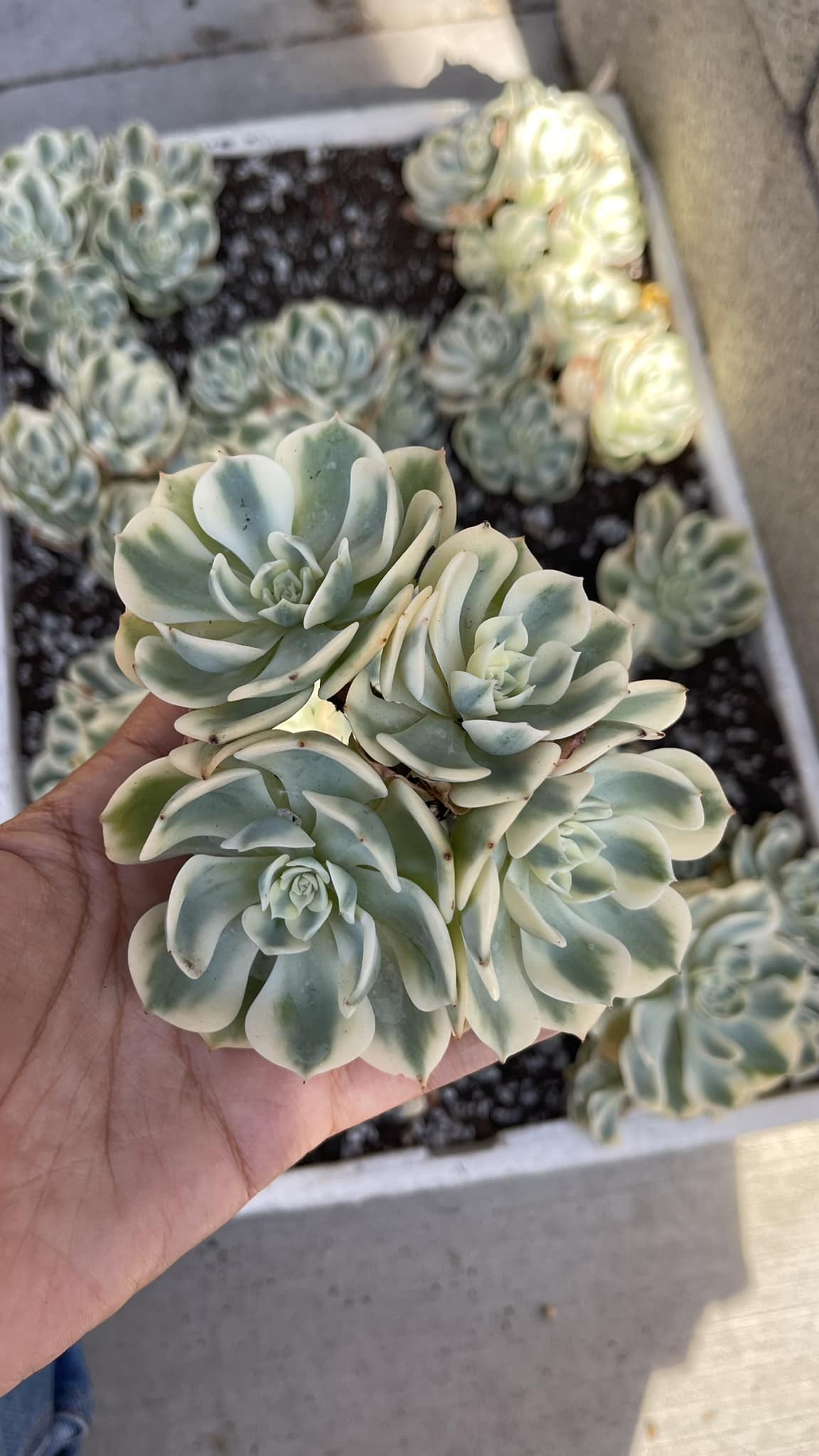 Echeveria compton carrousel Cluster