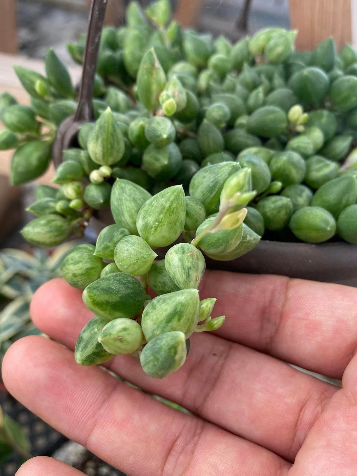 Senecio ‘ángel tears’ variegado 8”