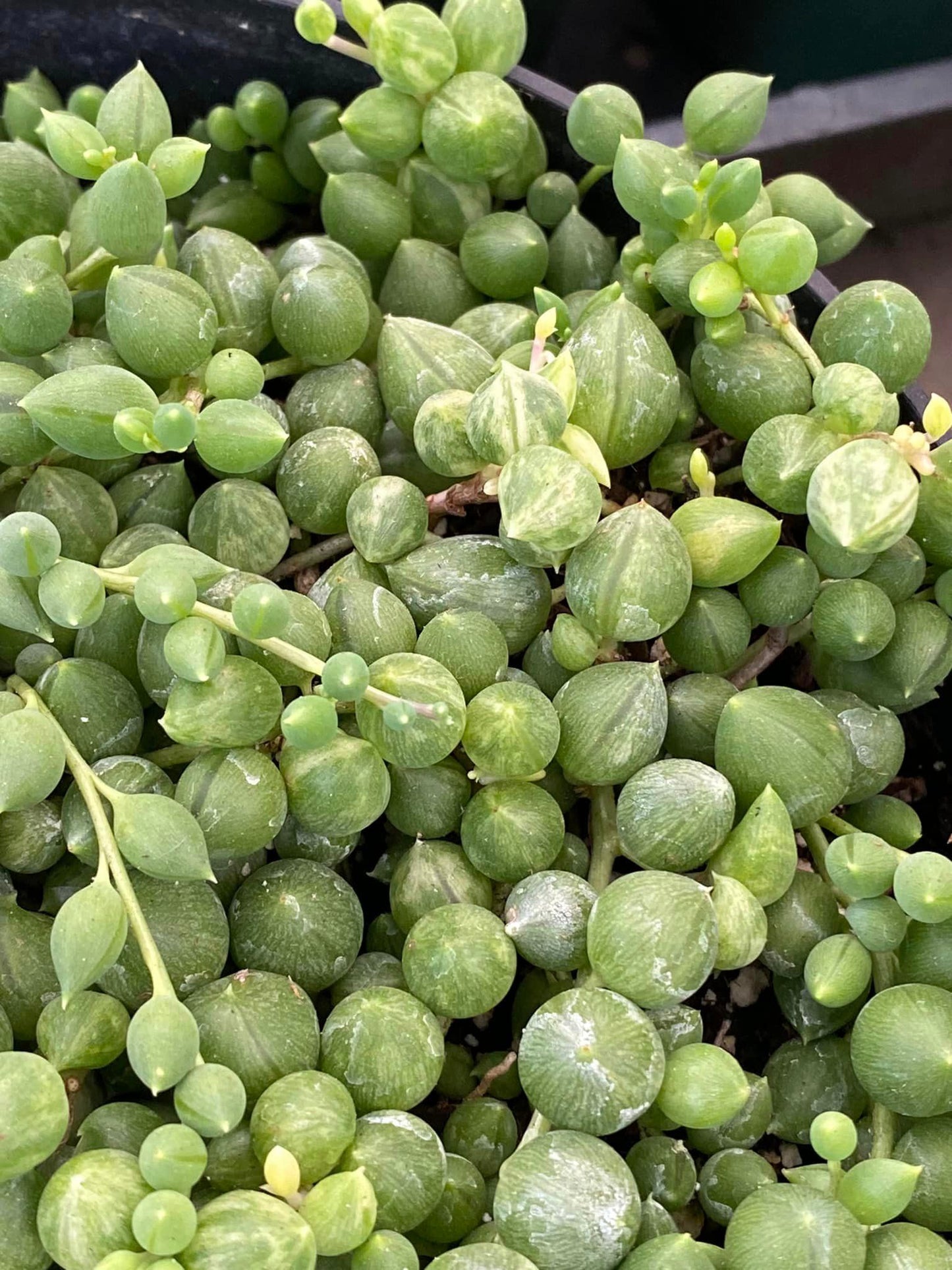 Senecio ‘ángel tears’ variegado 8”