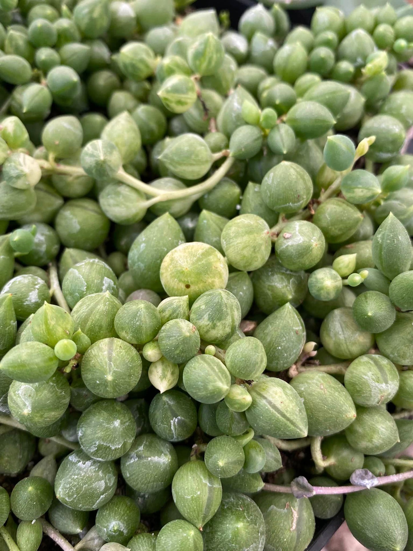 Senecio ‘ángel tears’ variegado 8”