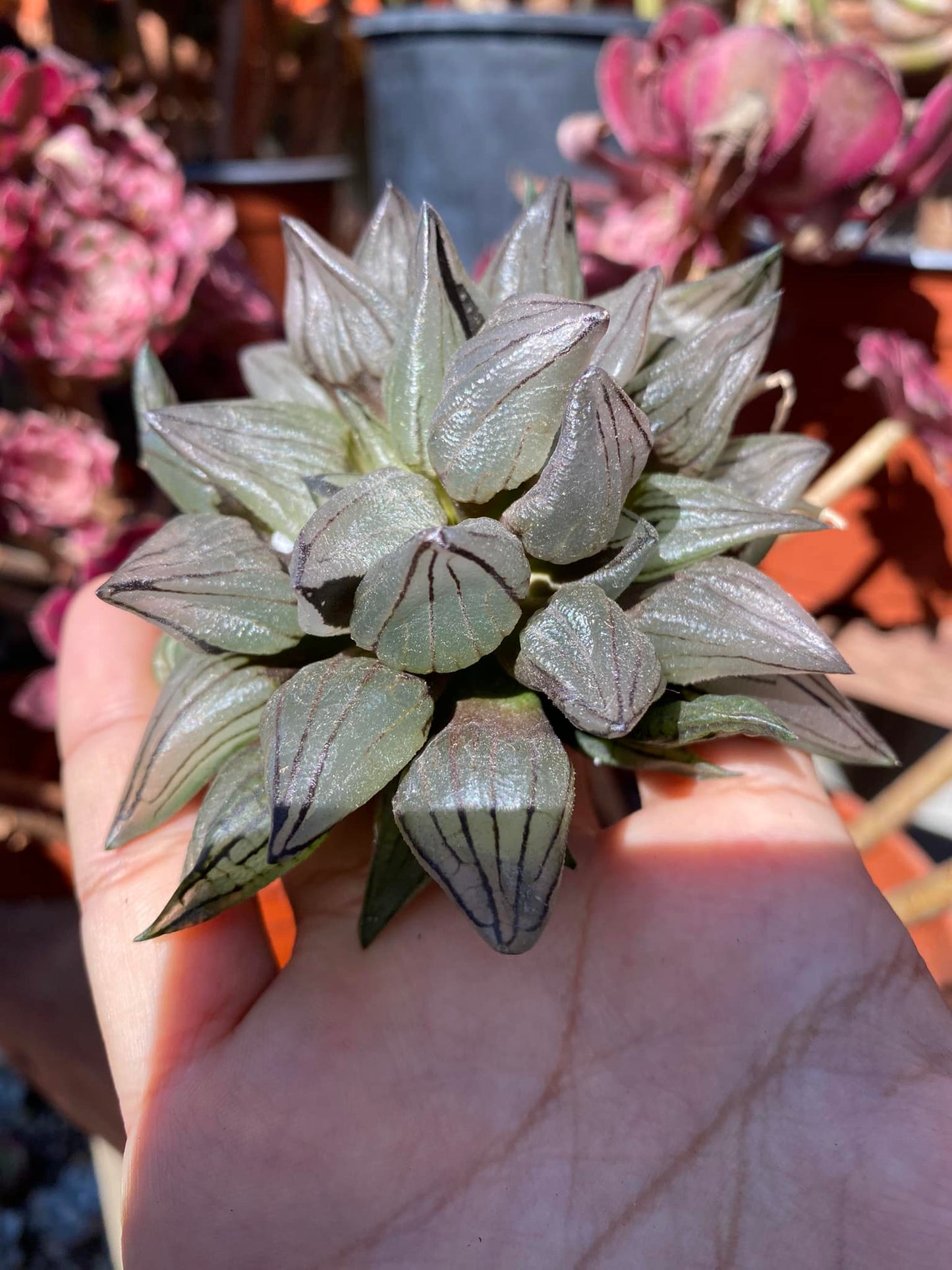 Haworthia atrofusca mutante