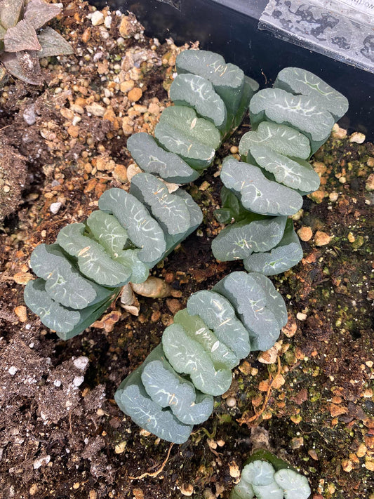 Haworthia truncata hakuji lens