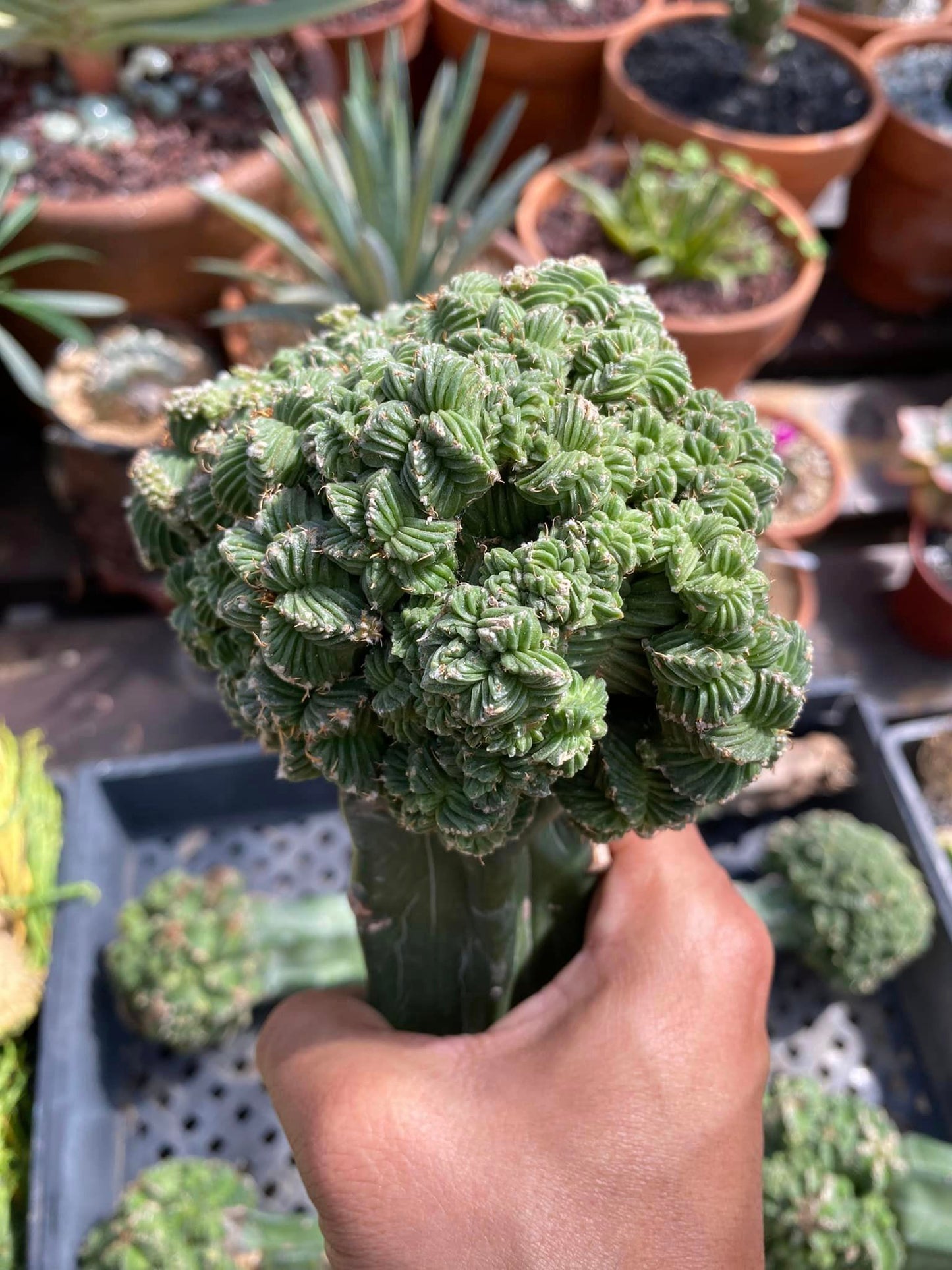 Injerto aztekium cluster