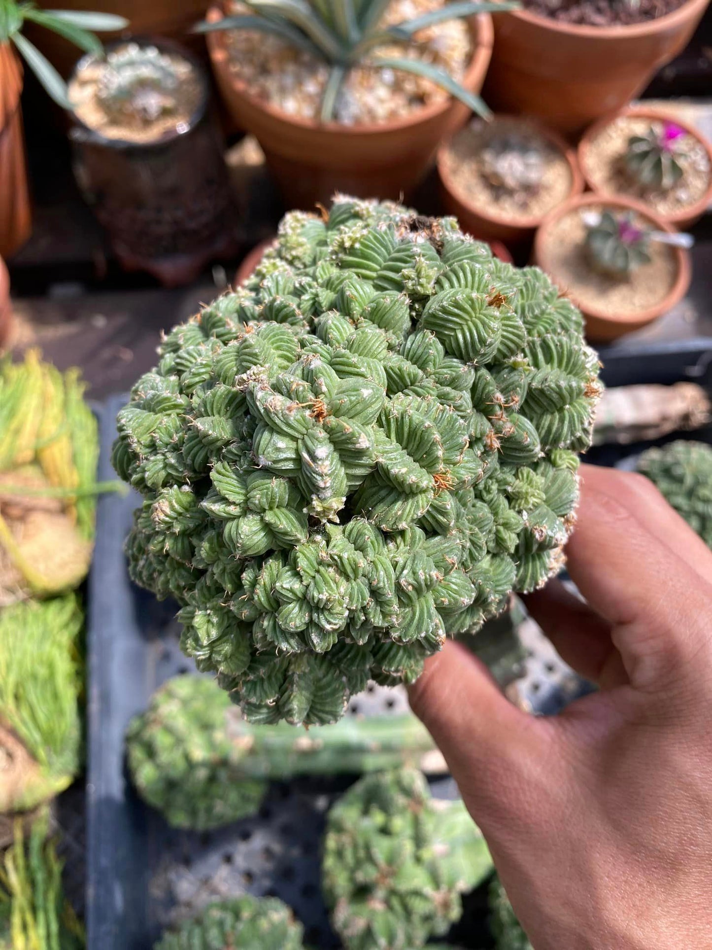 Injerto aztekium cluster