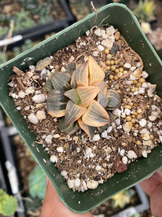 Haworthia correcta Variegada