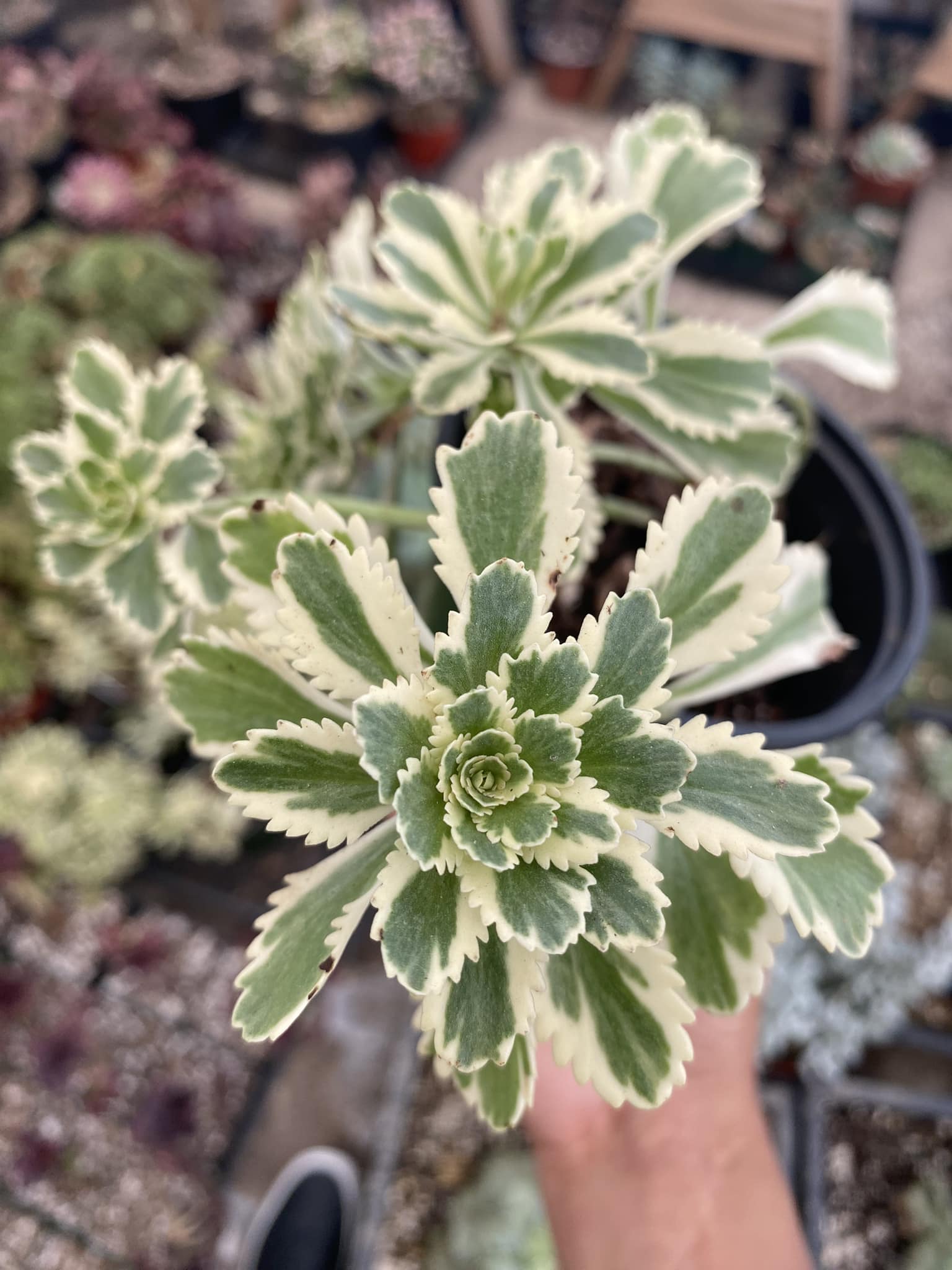 Sedum atlantis – TiaJuanas Plants México