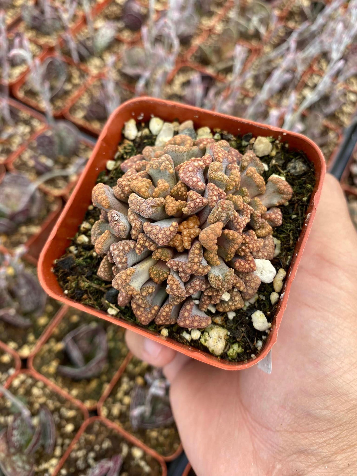 Titanopsis Hugo