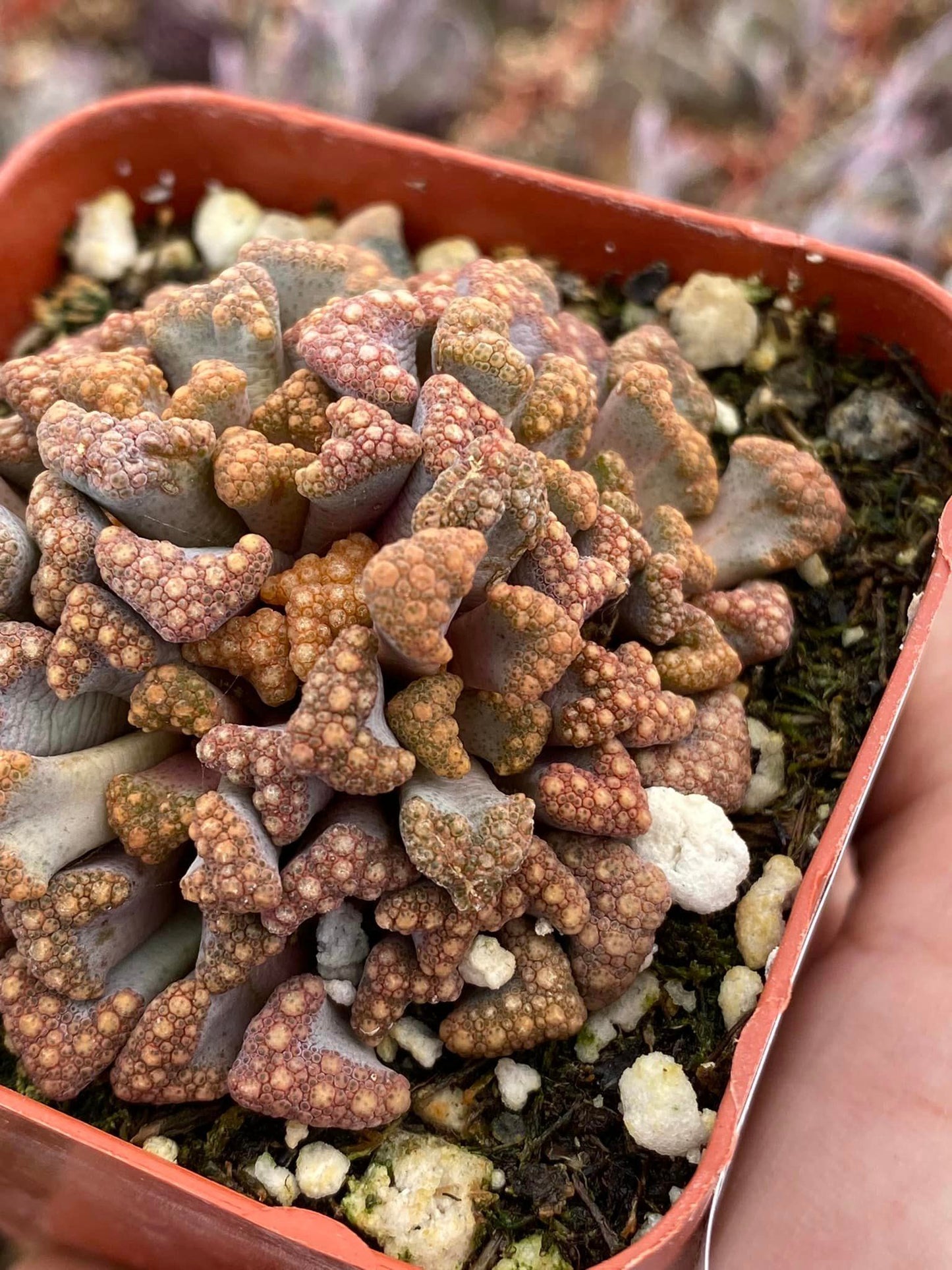 Titanopsis Hugo