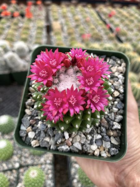 Mammillaria tóluca