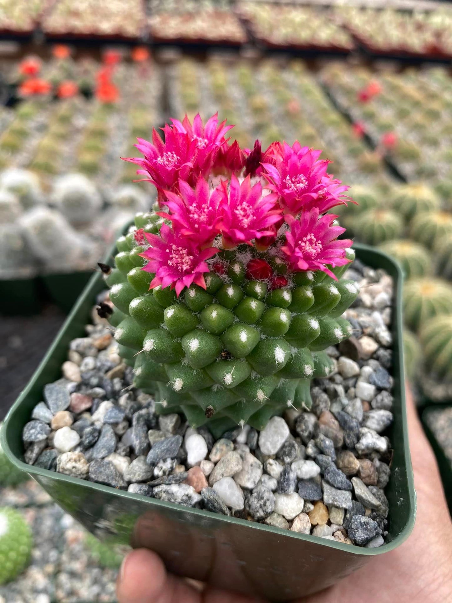 Mammillaria tóluca