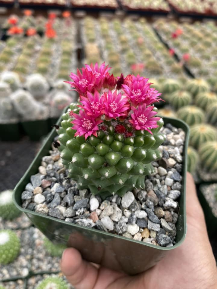 Mammillaria tóluca