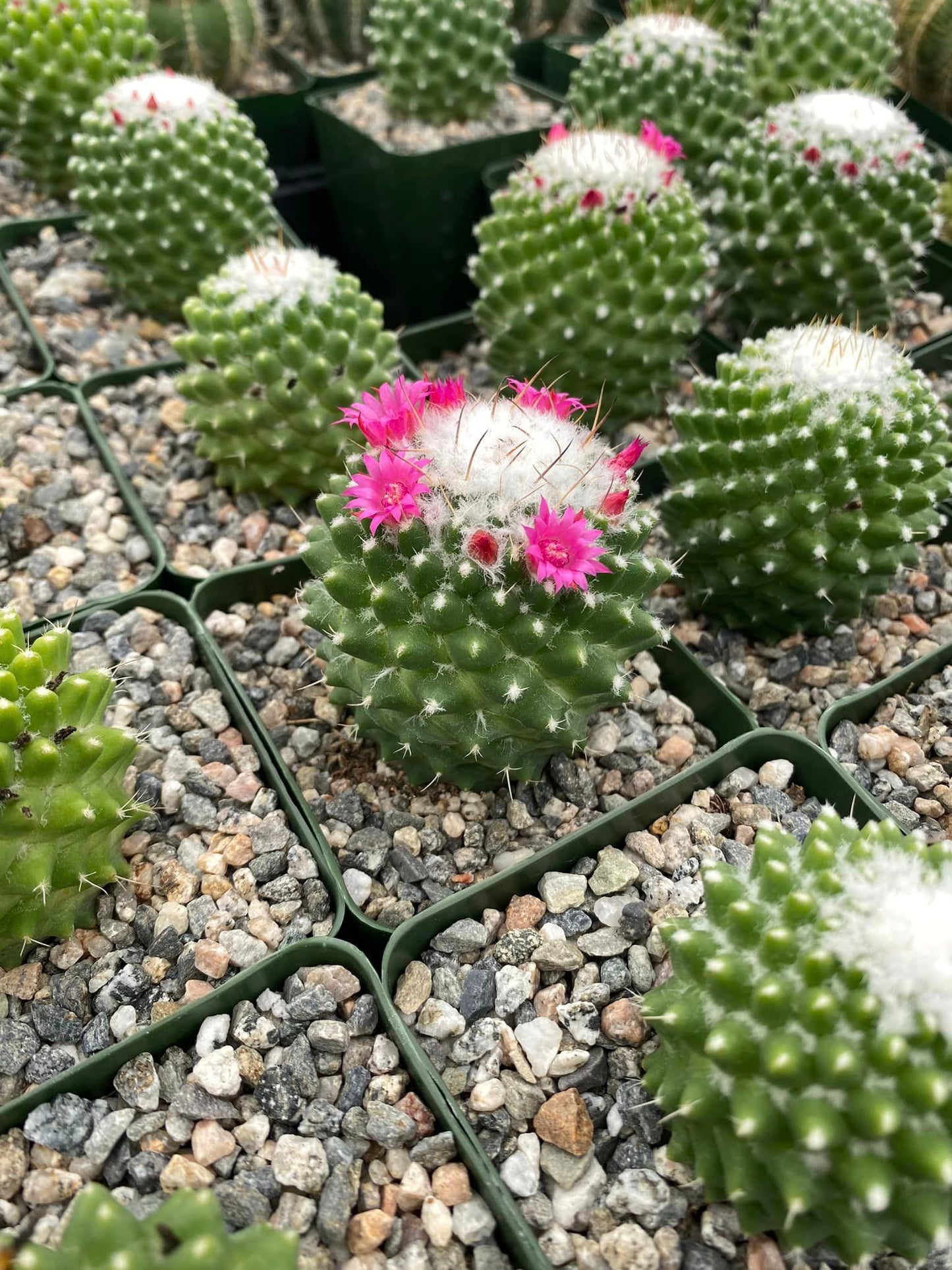 Mammillaria tóluca