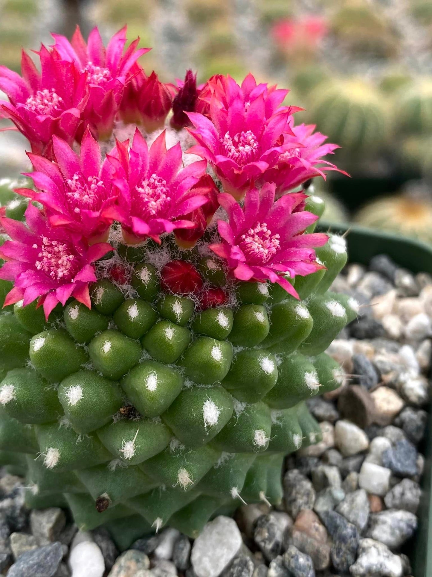 Mammillaria tóluca