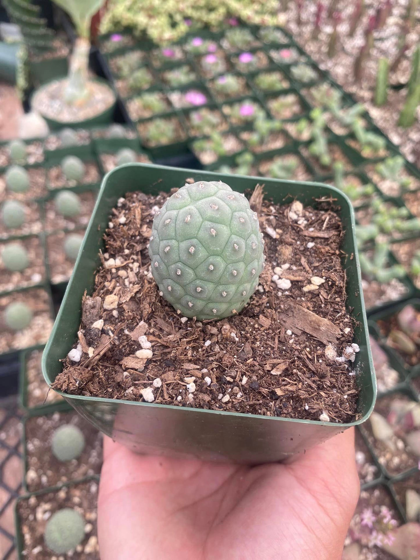 Tephorocactus geométricus