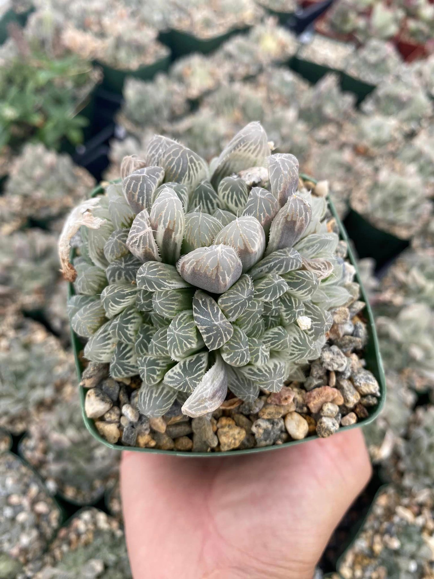 Haworthia Cuspidata cooperi variegada