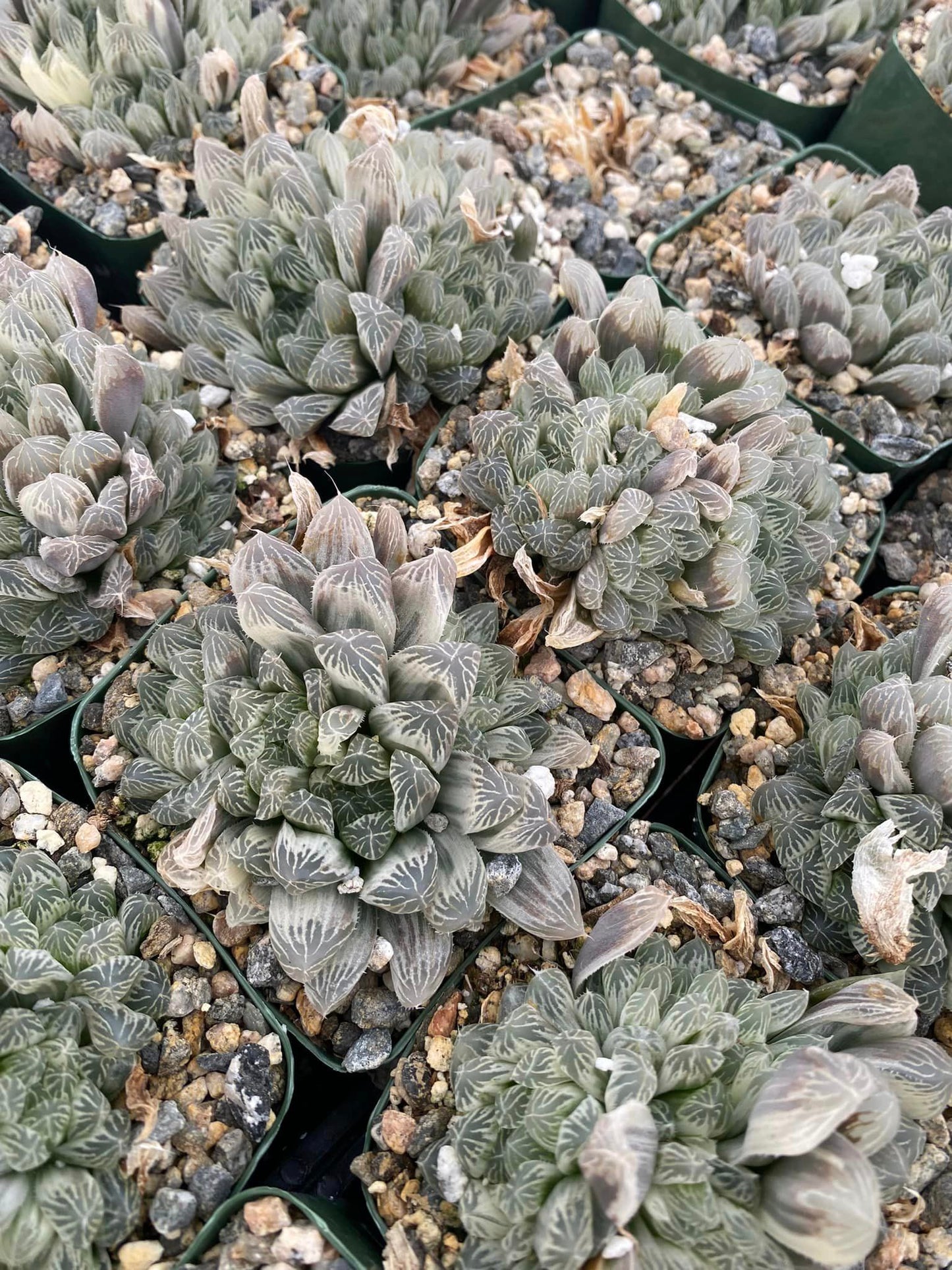 Haworthia Cuspidata cooperi variegada