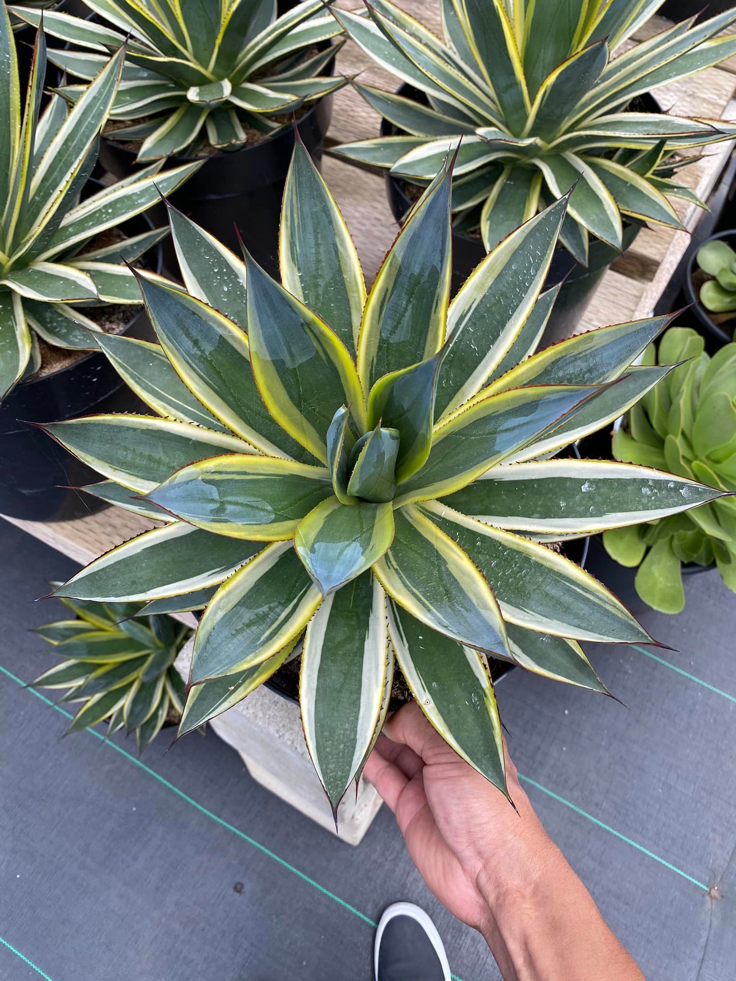 Agave SunGlow Jumbo 8"