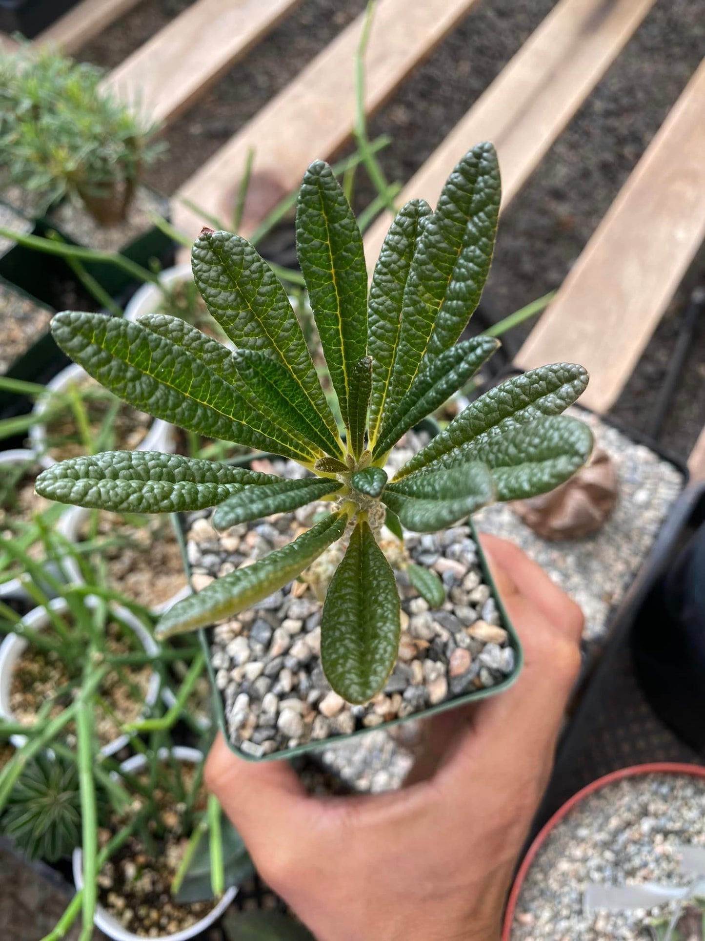 Dorstenia gigas de semilla