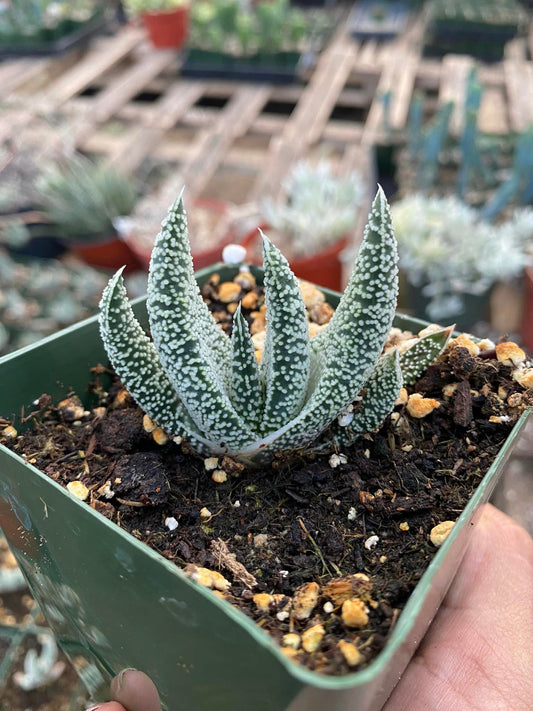 Gasteria carinata var. Verrucosa