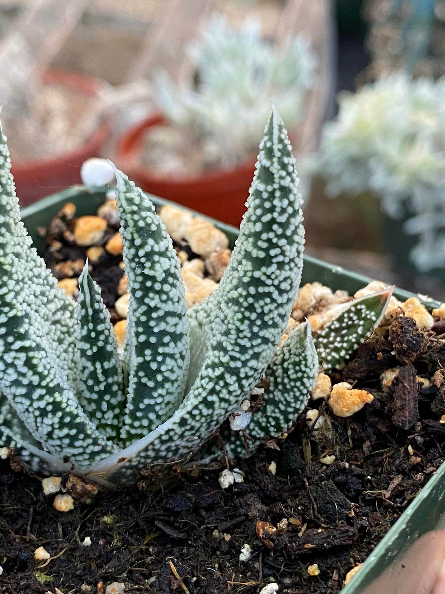 Gasteria carinata var. Verrucosa