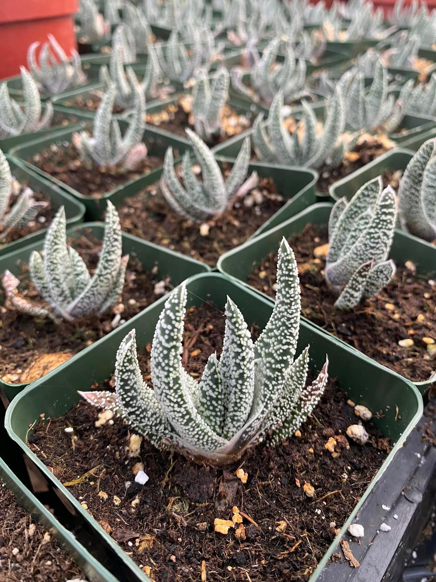 Gasteria carinata var. Verrucosa