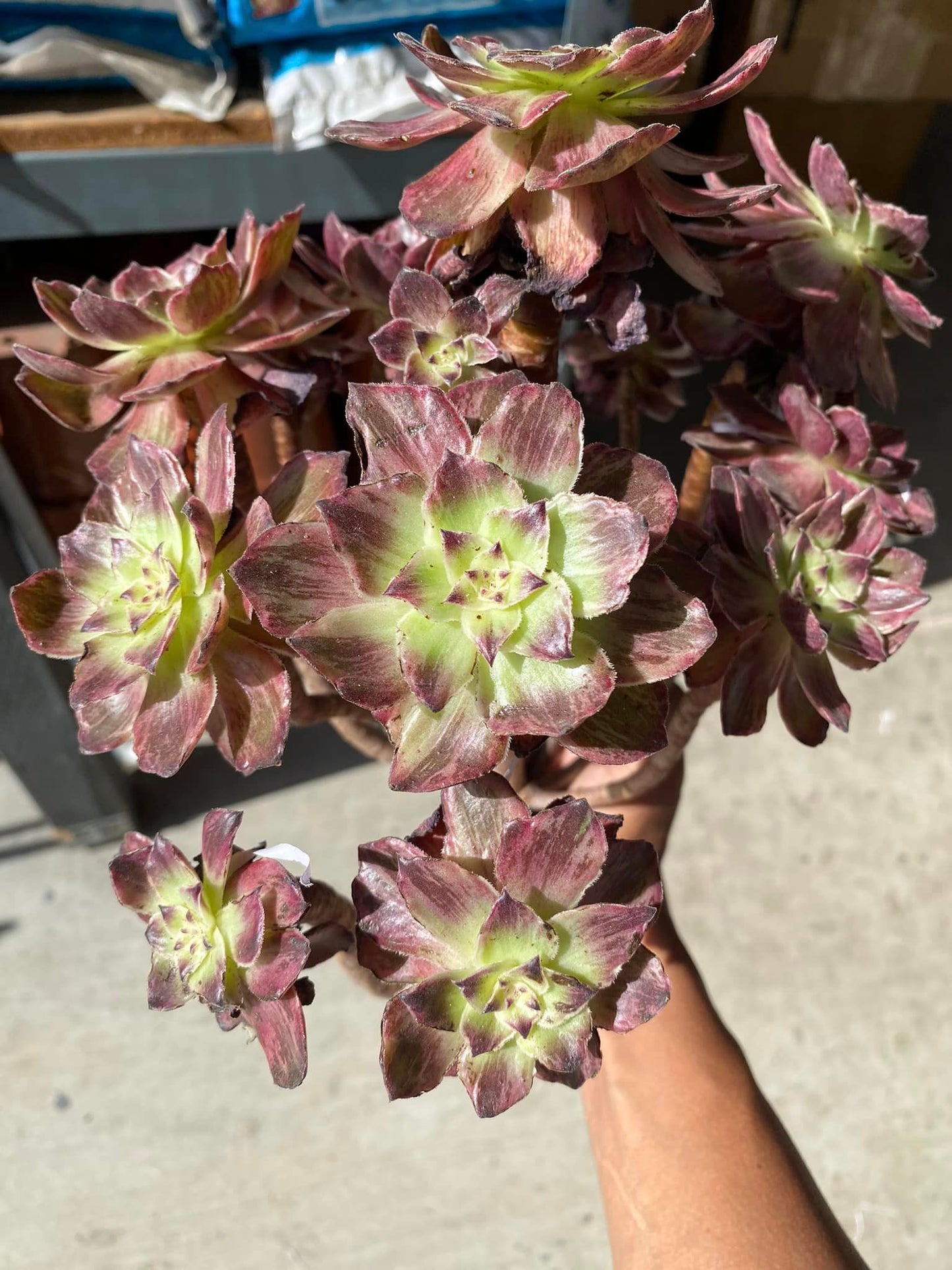 Aeonium firefox cluster