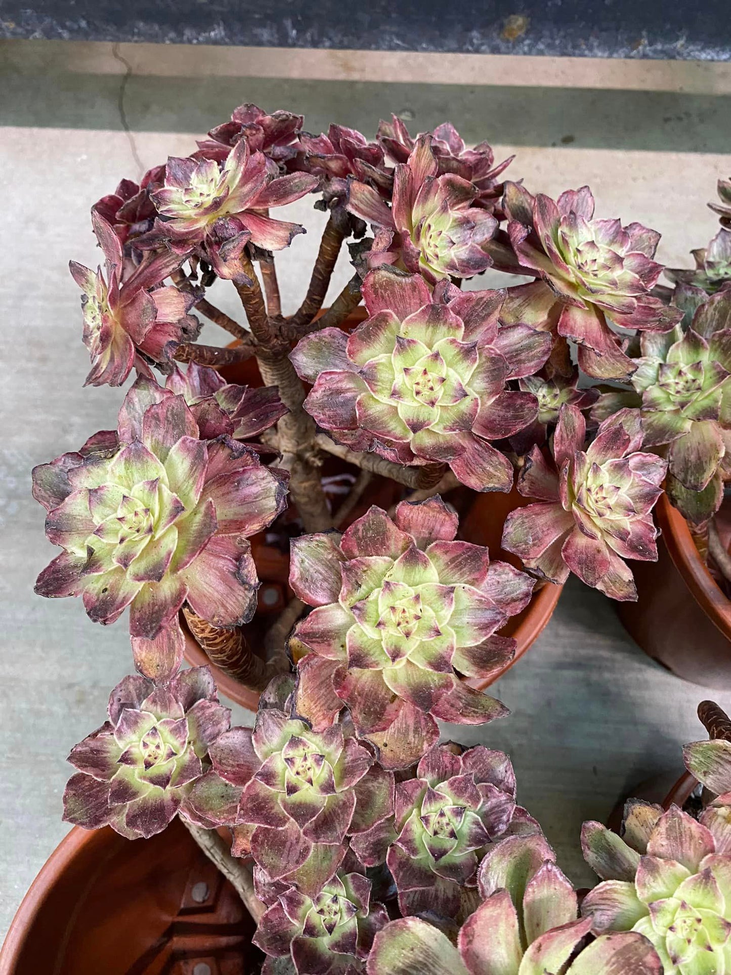 Aeonium firefox cluster