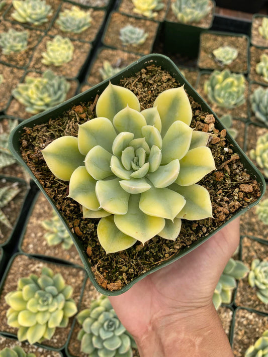 Echeveria light green Variegada