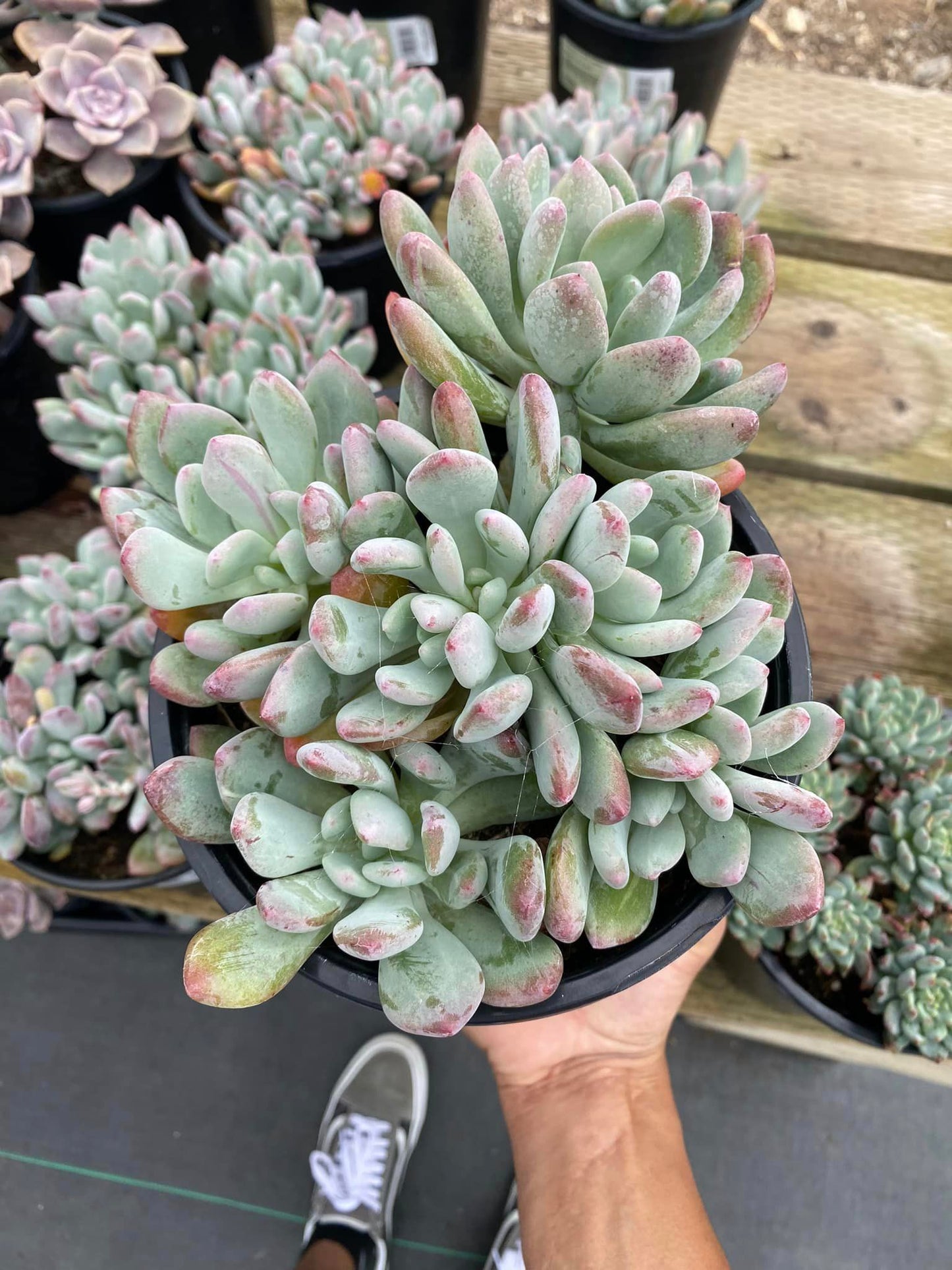 Pachyveria blue jasper