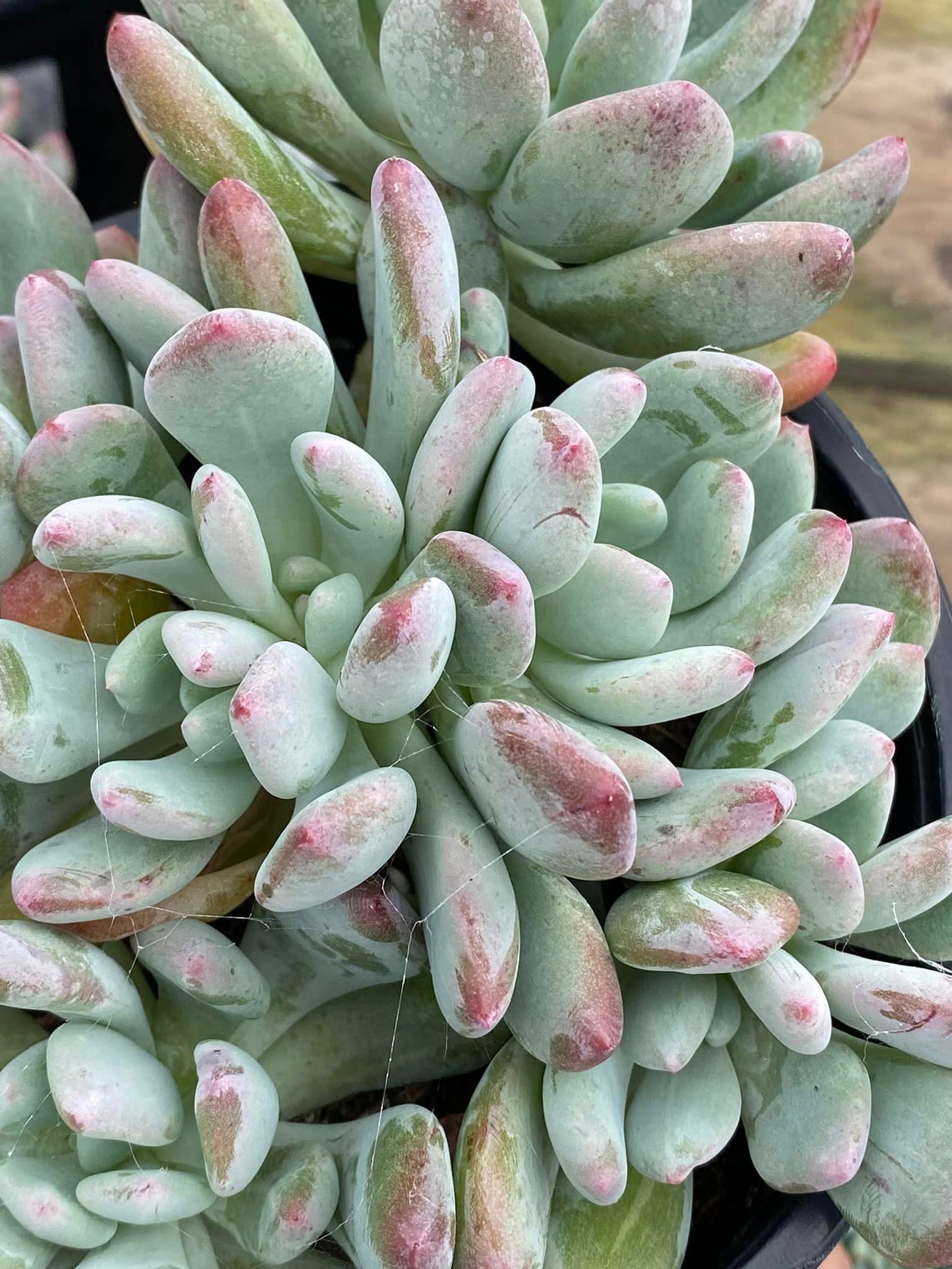 Pachyveria blue jasper