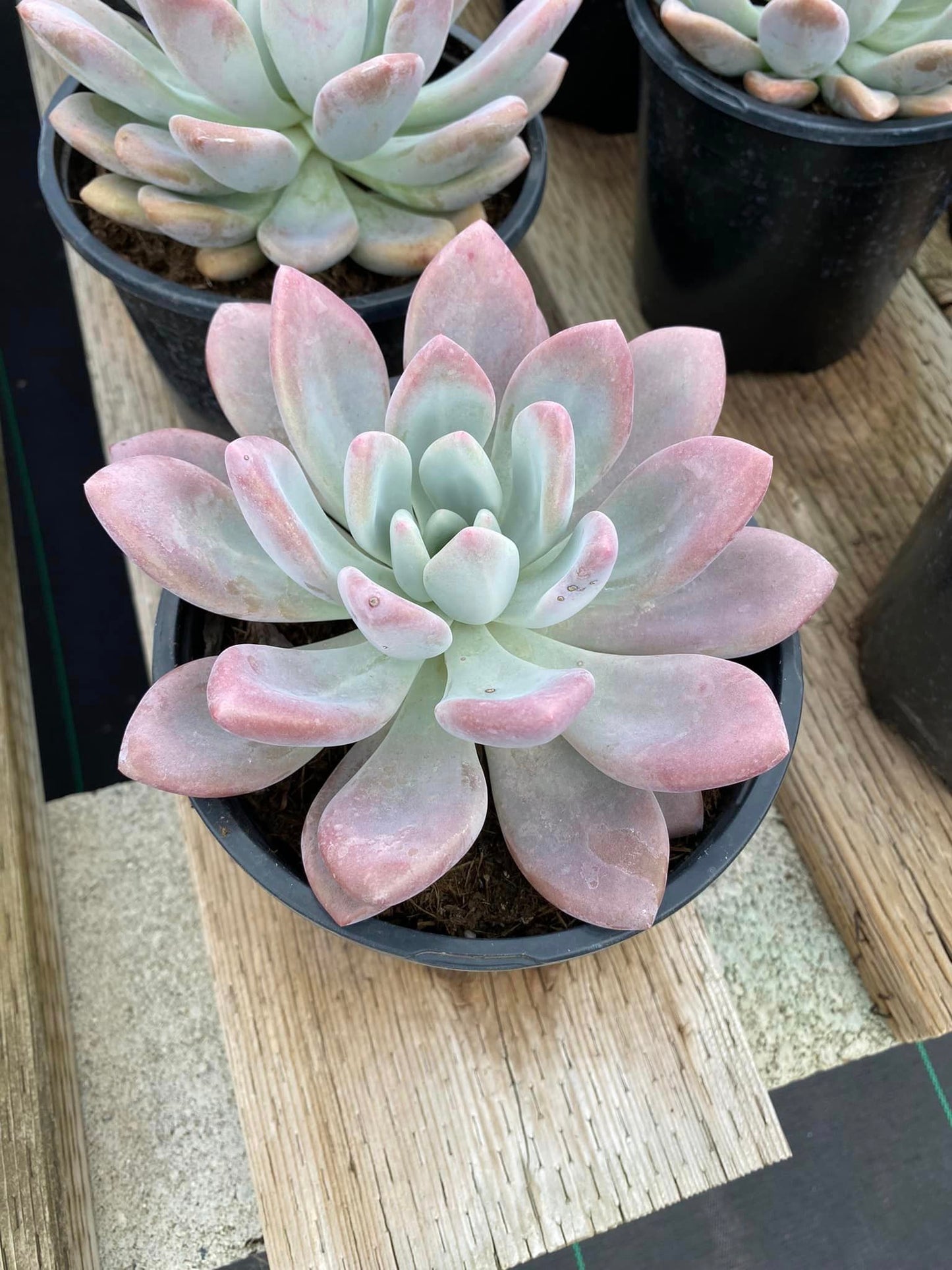 Graptoveria Opalina 1 galón