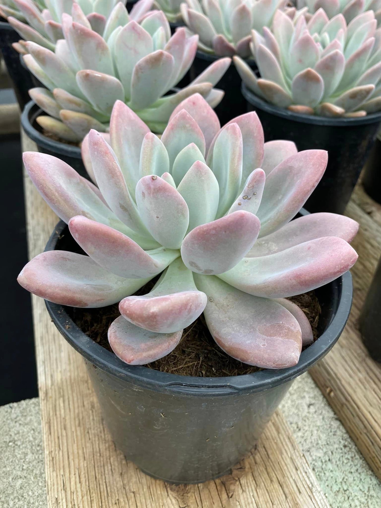 Graptoveria Opalina 1 galón