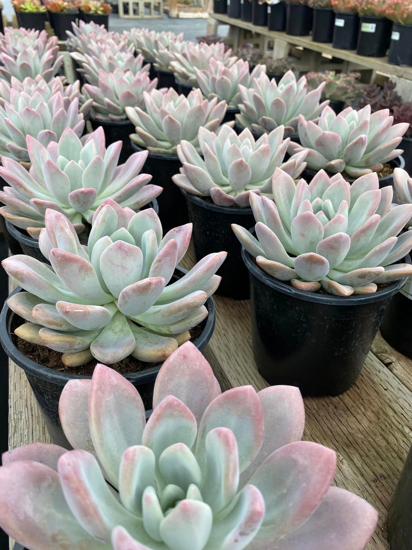 Graptoveria Opalina 1 galón