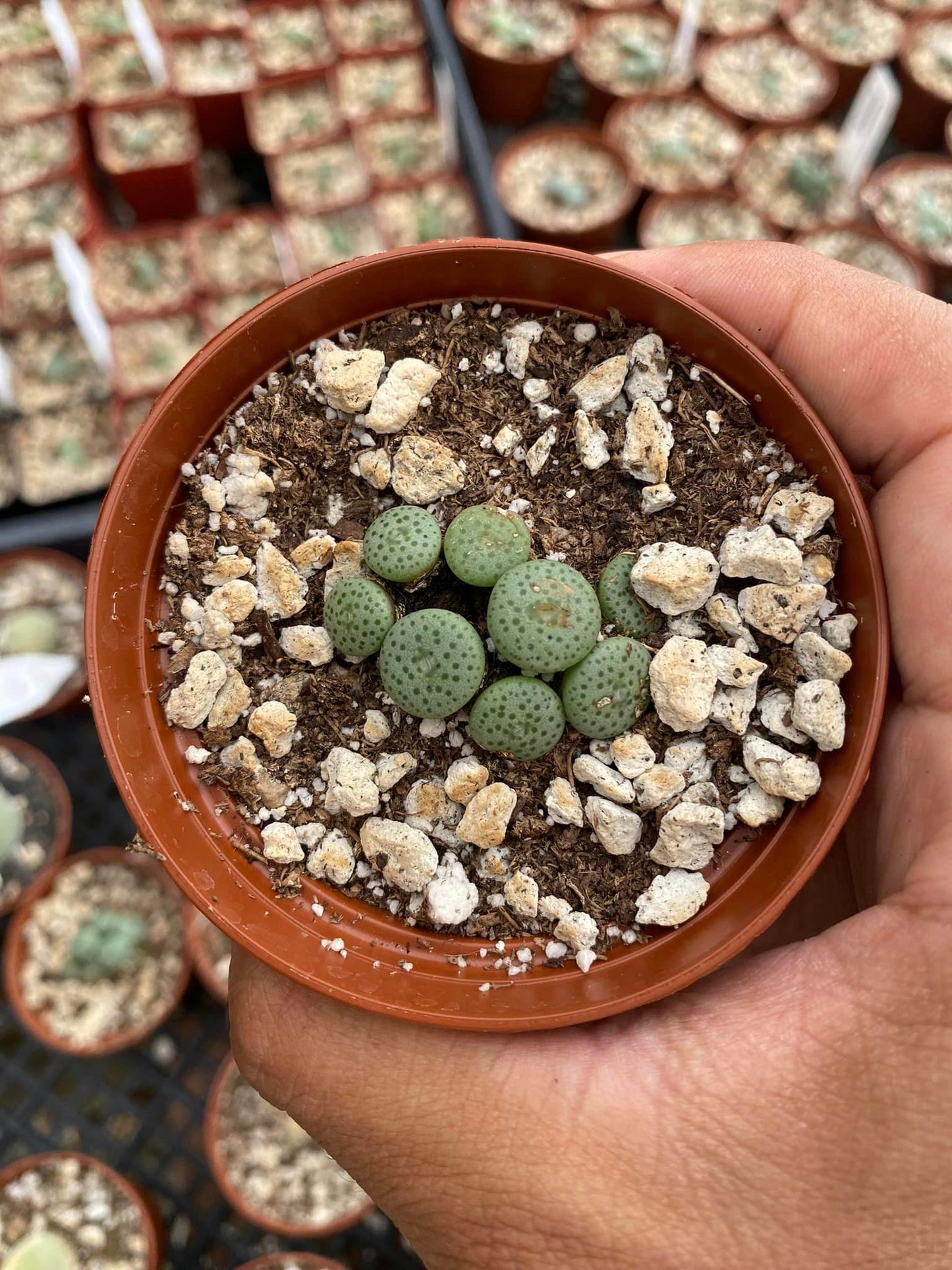 Conophytum crateriforme