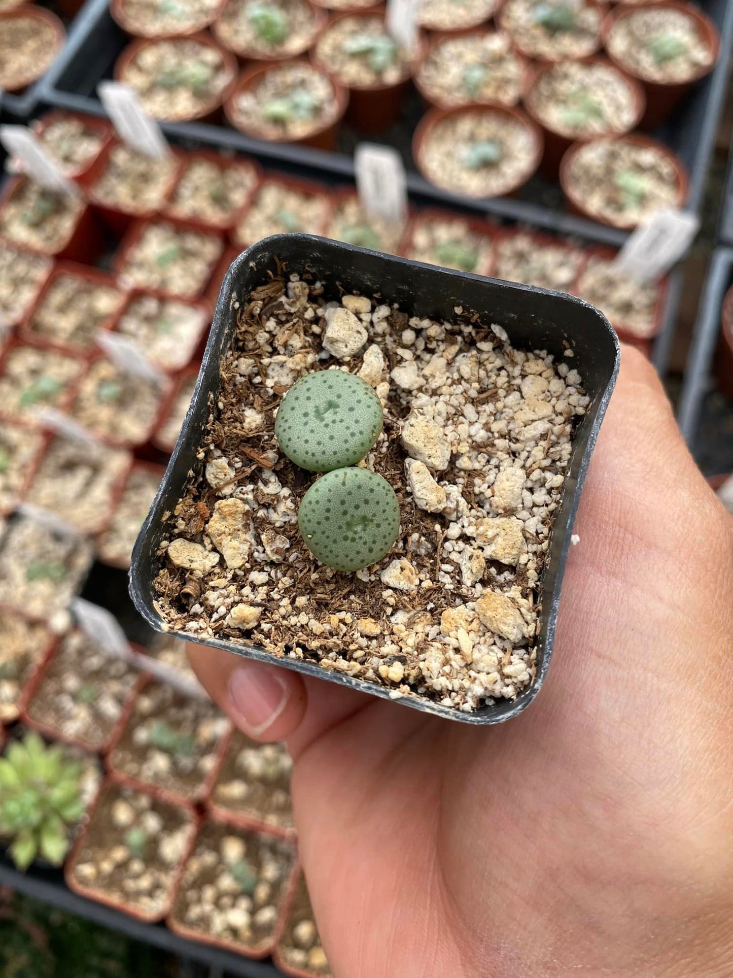 Conophytum crateriforme