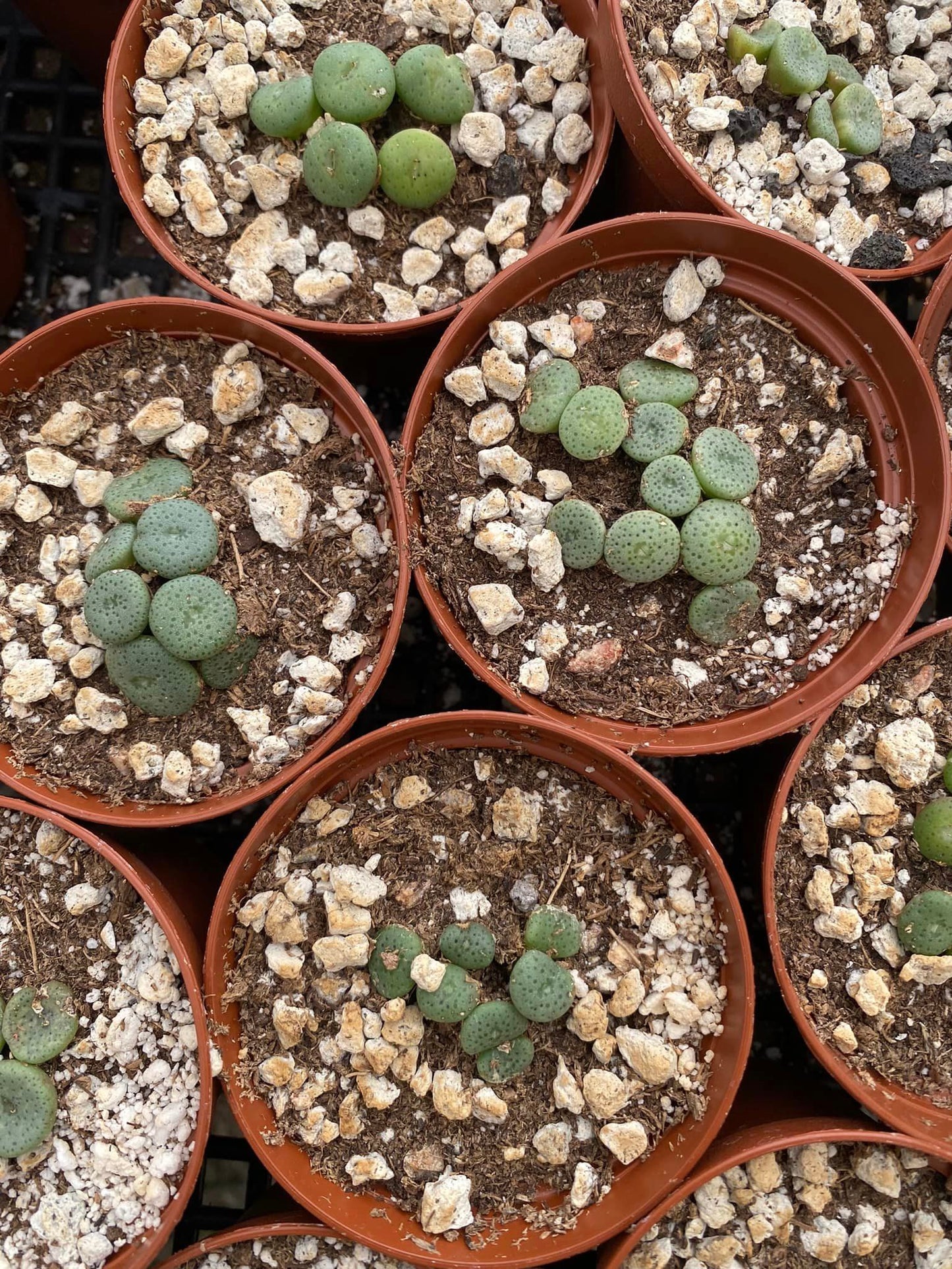 Conophytum crateriforme