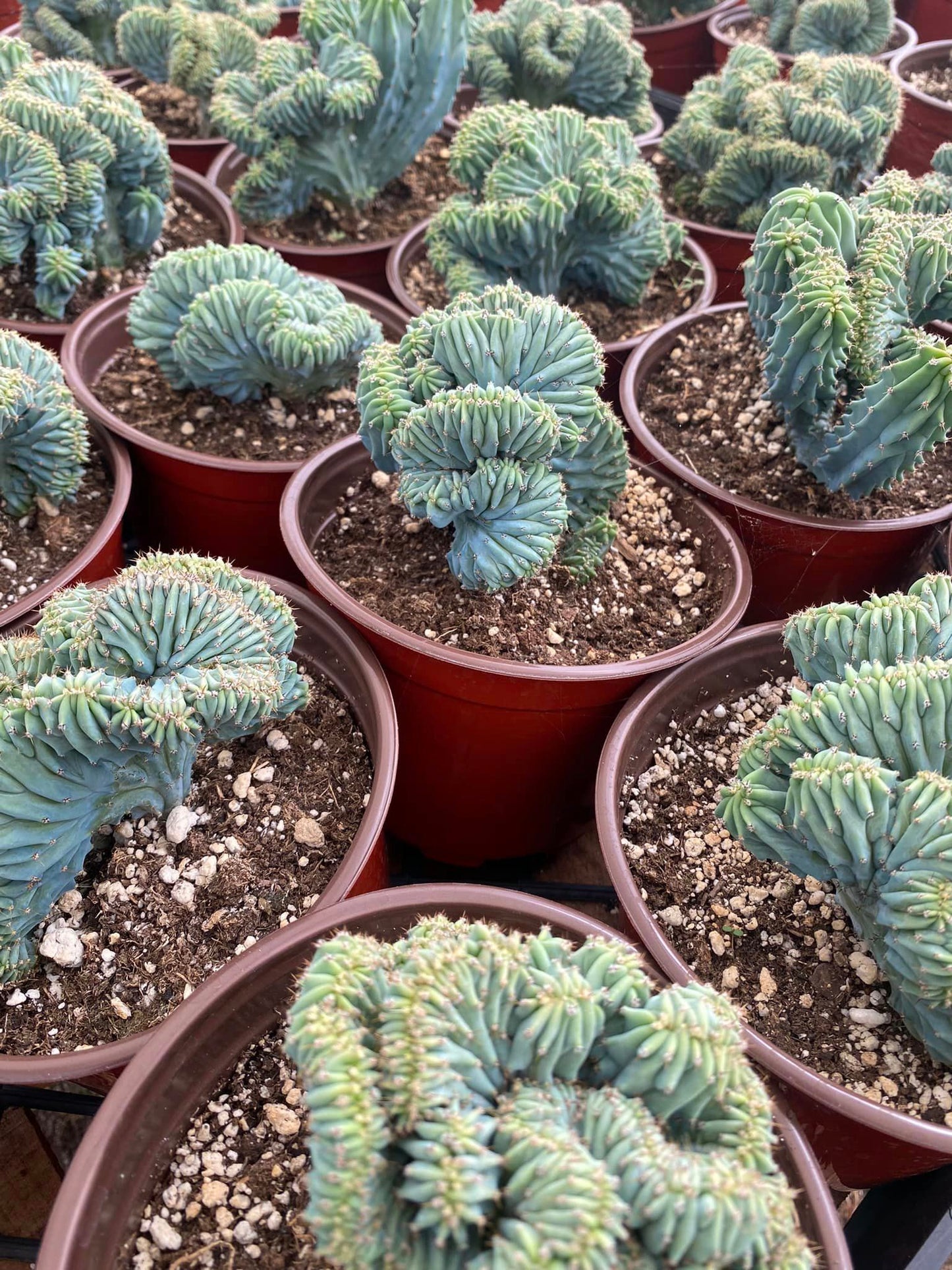 Myrtillocactus geometrizans crestada