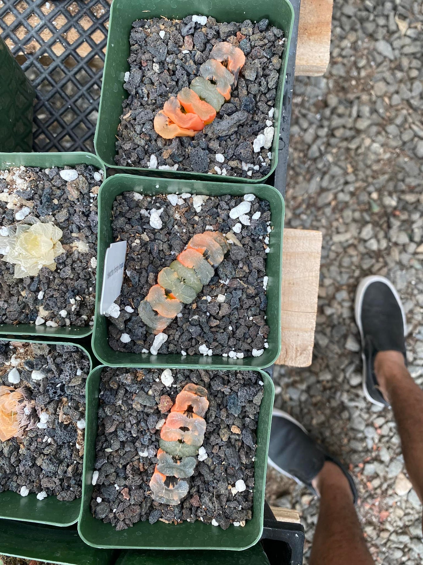 Haworthia truncata hiroshige