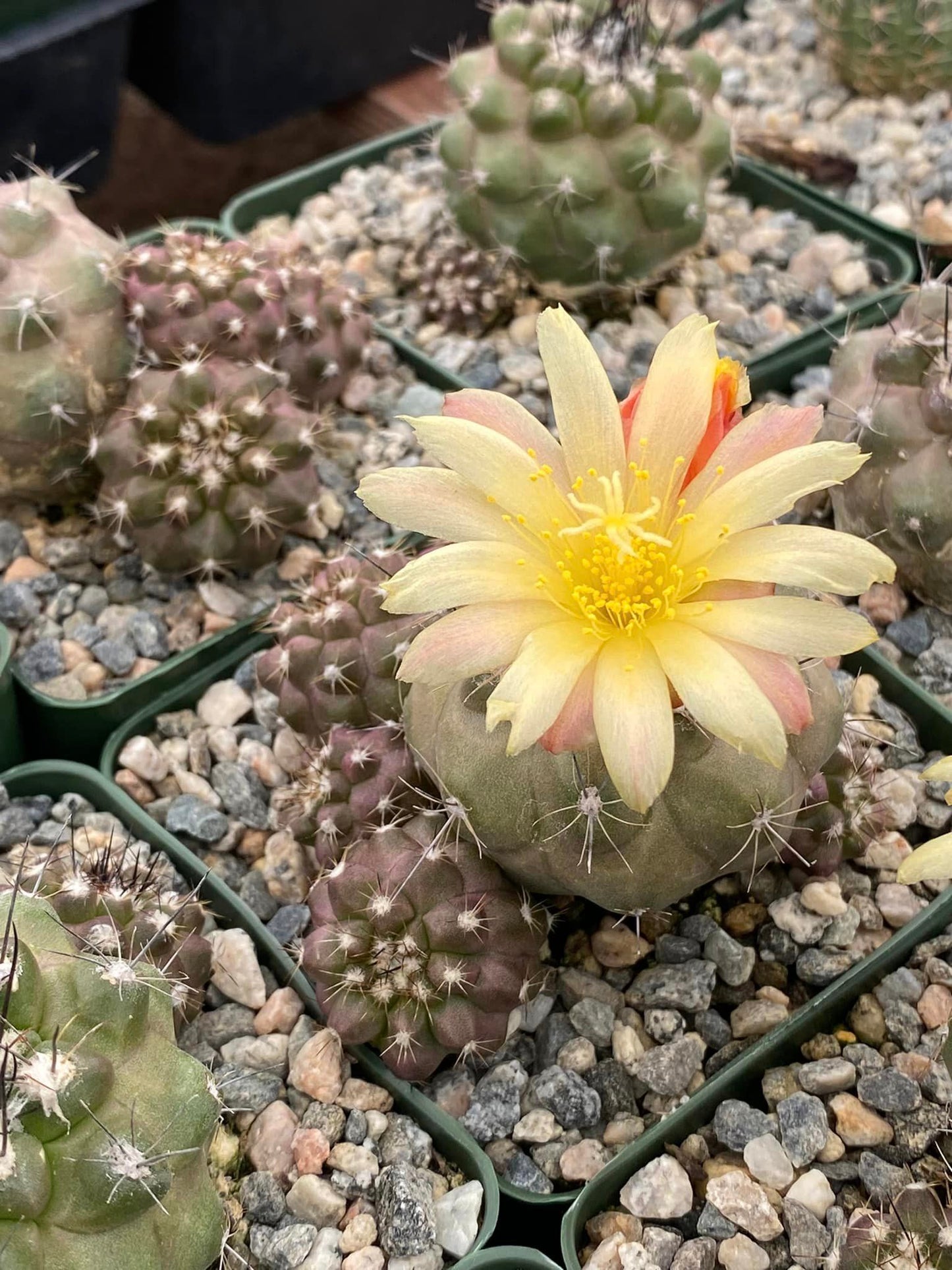 Copiapoa barquitensis