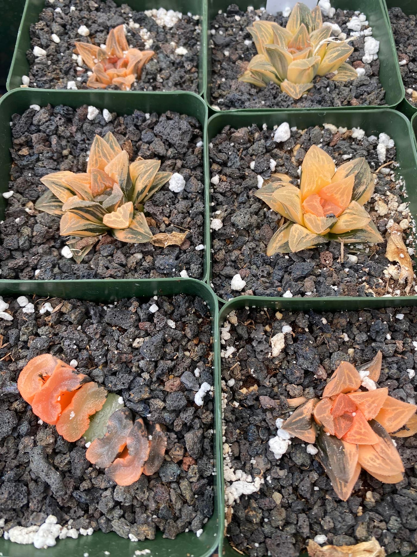 Haworthia kegani Variegada