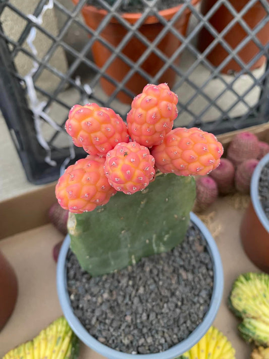 Tephrocactus geométricus variegado