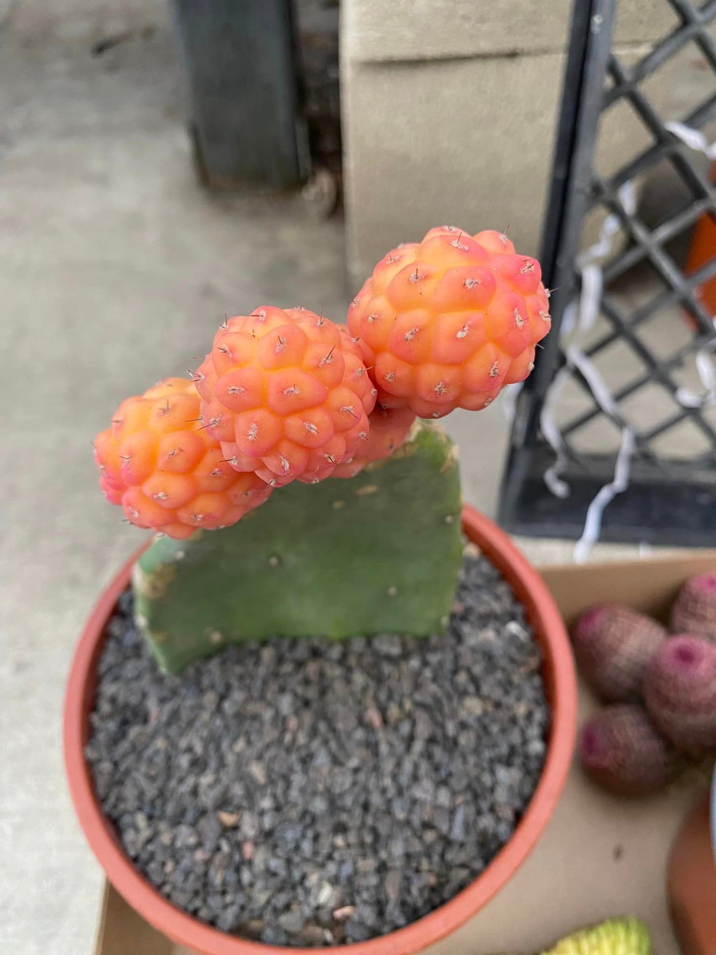 Tephrocactus geométricus variegado