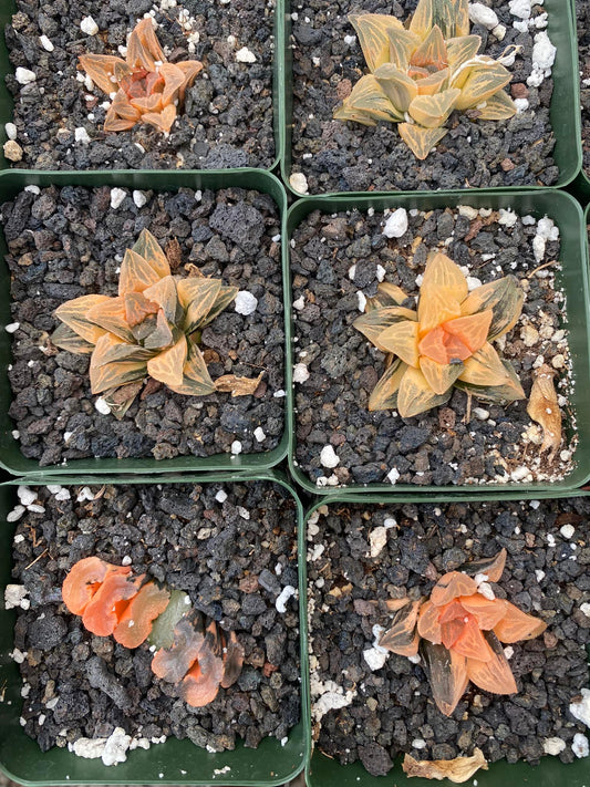 Haworthia kegani súper Variegada