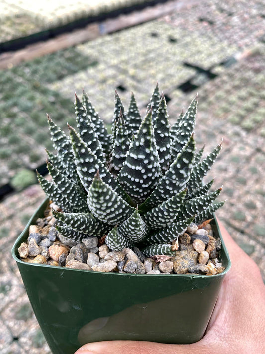 Haworthia Pumila