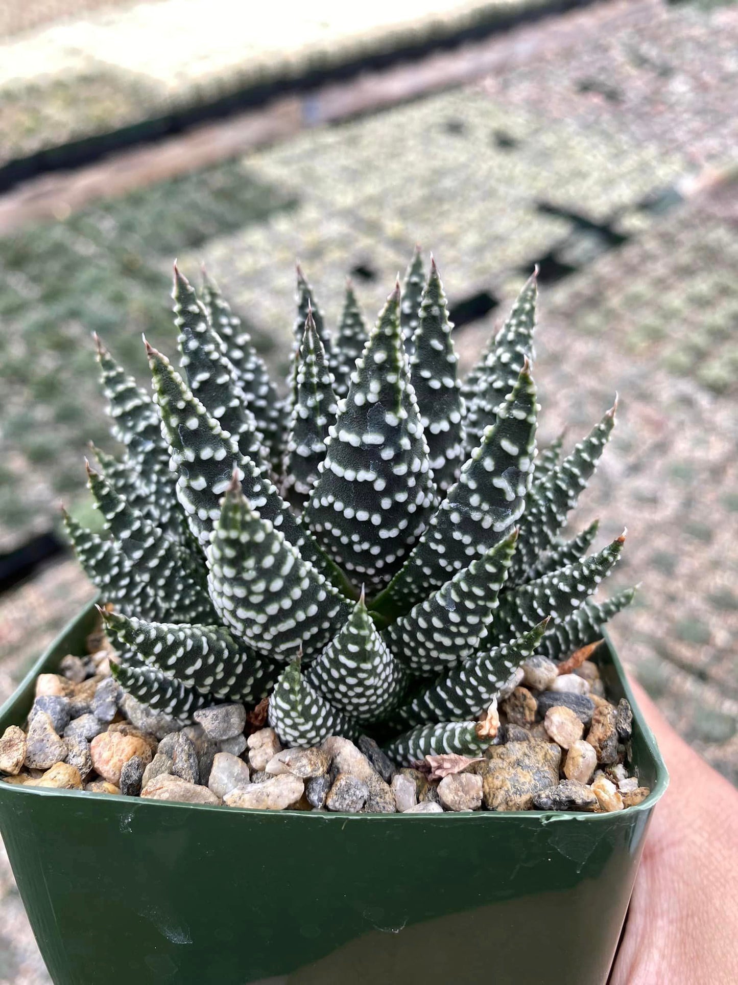 Haworthia Pumila